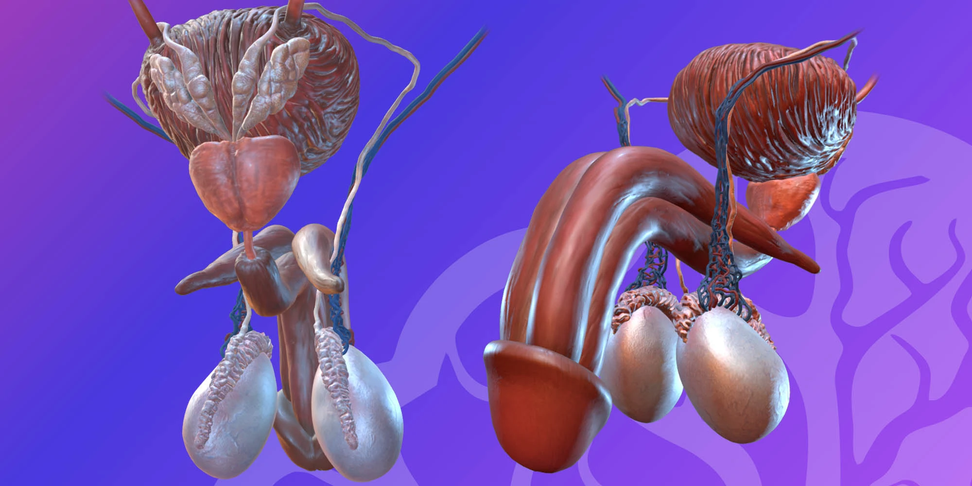 Pelvis male reproductive system image